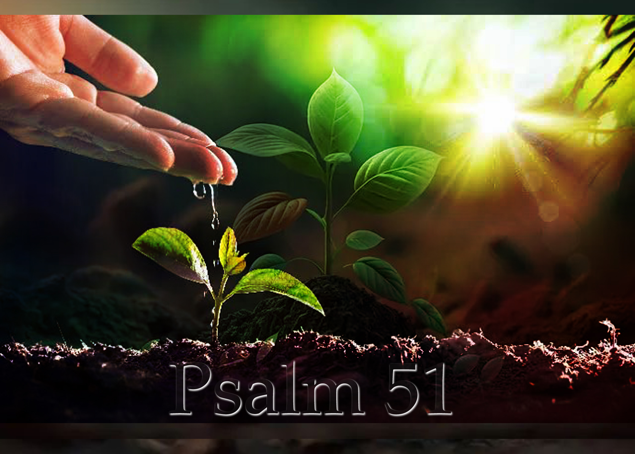 Read more about the article Psalm 51: Cleanser.